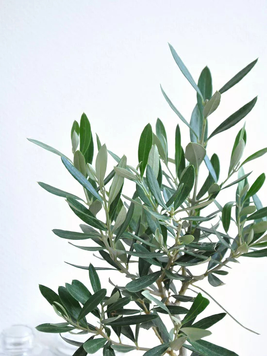 オリーブ 白色 丸型 陶器鉢【黄色小石・受皿・育て方】 オリーブの木　【室内用】　鉢植え・鉢・苗・苗木・丸鉢　結婚式で両親へのプレゼント・結婚式の記念品・両親贈呈ギフト・両親贈呈品・ウエルカムツリー　