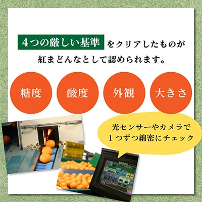 【C62】【先行受付】紅まどんな(化粧箱入)3L〜L　10〜15玉　11月中旬〜12月中旬にお届け　【1111436】