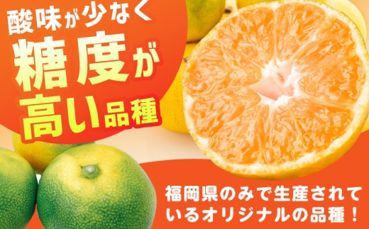 果物 早味かん フルーツ みかん ミカン 蜜柑