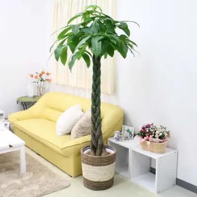 【観葉植物】パキラ 10号 ストライプバスケット鉢カバー 土の表面:ウッドチップ【観葉植物 インテリア 部屋 おしゃれ 福岡県 筑前町 送料無料 AG010】