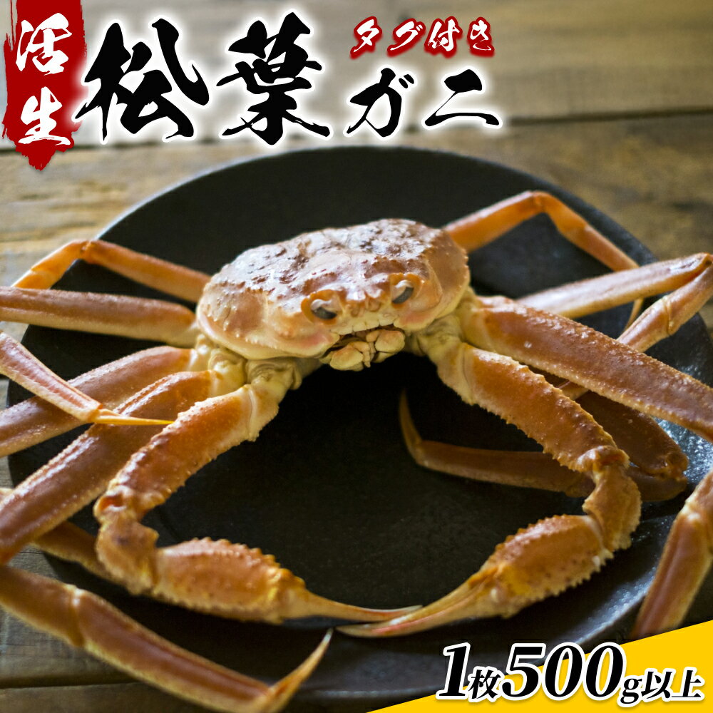 【ふるさと納税】松葉がに（ブランドタグ付き）500g以上（生）鳥取県網代産｜鳥取県 岩美町 蟹 かに カニ 松葉ガニ ズワイガニ 訳あり 訳アリ 新鮮 魚介 冷蔵【22014】