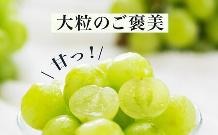 ぶどう 2024年 先行予約 桃太郎 ぶどう 1房（800g以上）化粧箱入り ブドウ 葡萄  岡山県産 国産 フルーツ 果物 ギフト [No.5220-1101]
