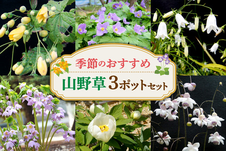 季節のおすすめ山野草3ポットセット