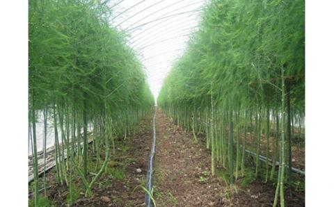 《先行予約》2026年夏アスパラ(約600g)「遠軽にょっきーず」