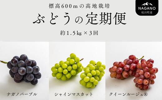 TK15 ぶどうの定期便（ナガノパープル／シャインマスカット／クイーンルージュ