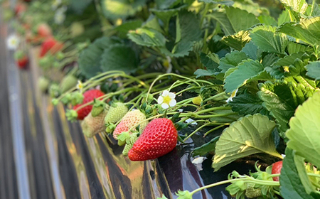 【1月中旬～4月上旬発送】いばらキッス いちご 朝摘み 完熟 大粒 ギフト化粧箱 15粒or12粒 茨城県常総市産 | 苺 イチゴ ※2026年1月中旬～4月上旬頃に順次発送予定