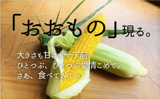 北海道栗山町産 スイートコーンその名は「おおもの」20本【池田農林】