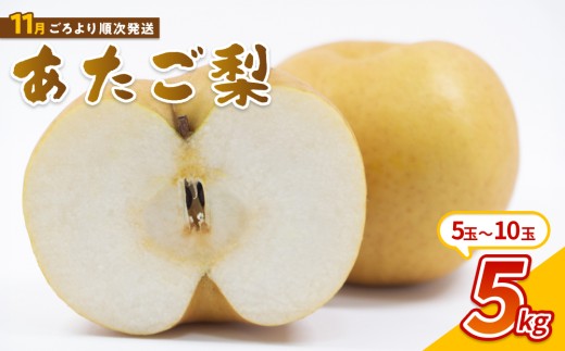 【先行予約】中野農園 梨 ”あたご梨” 5kg箱｜鳥取 岩美 梨 なし ナシ 赤梨 果物 フルーツ ※お届けは2026年11月以降【41014】