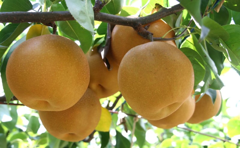 定期便 3回 梨 約10kg×3回 計約30kg 豊水 秋月 新高 錦町産 ナシ 果物 くだもの なし デザート フルーツ お楽しみ ※配送不可：離島 