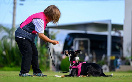 ドックランフィールド利用回数券（1回） ふるさと納税 ドッグスポーツ 利用券 チケット 犬 イヌ 千葉県 白子町 送料無料 SHAI005