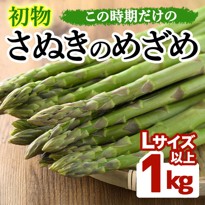 【ふるさと納税】＜期間限定！2026年2月中旬以降順次発送予定＞初物！アスパラガス さぬきのめざめ (約1kg/Lサイズ以上) 国産 野菜 アスパラ 冷蔵 グリーン 旬 産地直送 【man091】【Aglio nero】