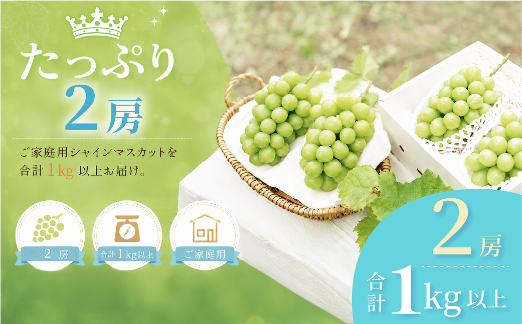 ぶどう 2026年 先行予約 ［ご家庭用］ シャイン マスカット 2房（合計1kg以上）  ブドウ 葡萄  岡山県産 国産 フルーツ 果物 OEC KINGDOM ぶどう家 果物類