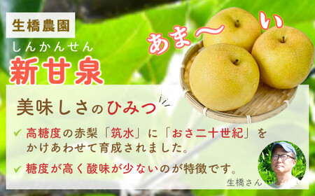 【鳥取県産】新甘泉 梨 3kg（生橋農園） 梨