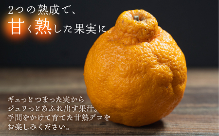 ≪先行予約≫ 完熟しらぬい『甘熟デコ』厳選プレミアム　黒の化粧箱（大）２kg