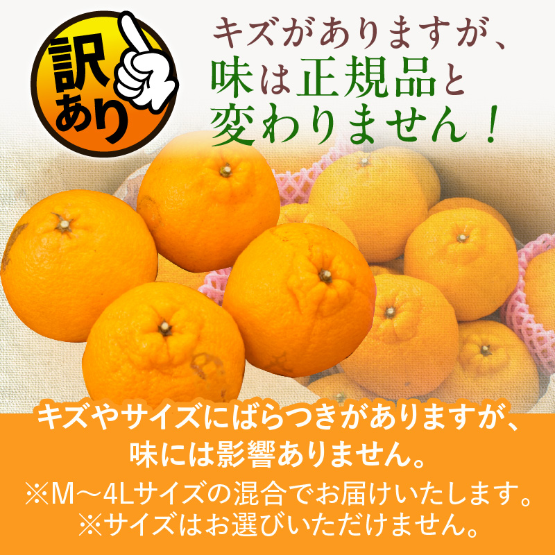 先行予約 訳あり 海藻木酢 不知火 計7kg以上 傷み補償分付き 期間限定 数量限定 フルーツ 果物 くだもの 柑橘 みかん 訳アリ 国産 食品 デザート おやつ おすそ分け おすすめ_BBV2-24