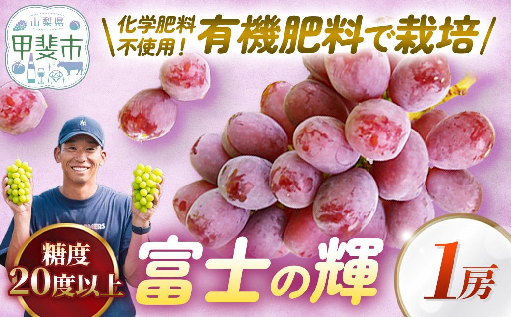 
                  山梨県甲斐市産　富士の輝　1房　葡萄 フルーツ 果物 山梨 ぶどう 高級 フルーツ ギフト フルーツ 富士の輝 ブドウ 葡萄 ギフト 山梨県産 ぶどう 甲斐市 ブドウ かめざわ農園 山梨県甲斐市 DG-3
                