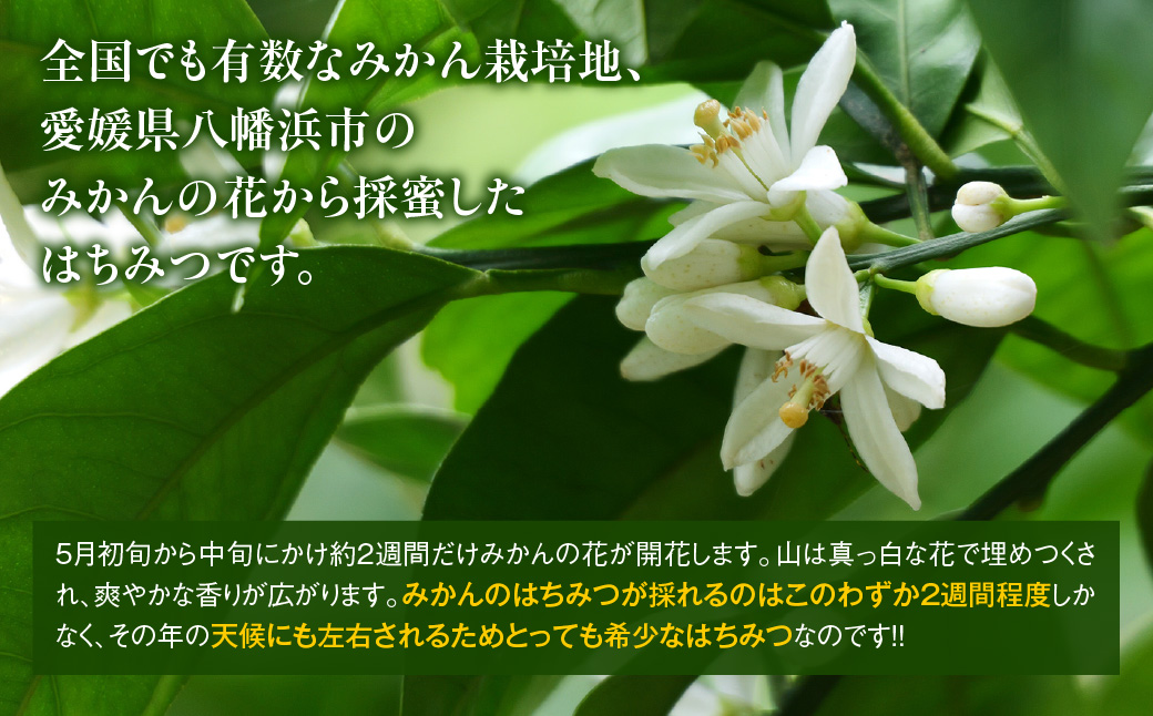 愛媛県産　みかん蜂蜜220g×2パック【74-2】YWTAR002