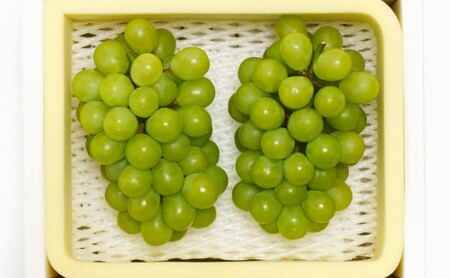 ぶどう 2026年先行予約 シャインマスカット 晴王 2房 約1.2kg  岡山県産 シャインマスカット