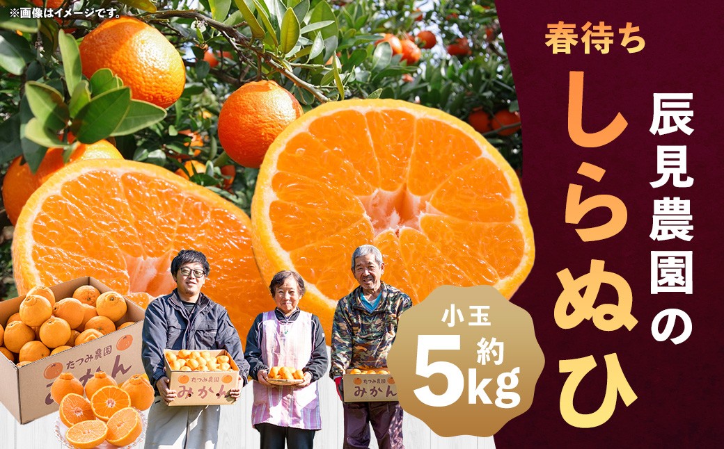 
                  L92x2 辰見農園の春待ち「しらぬひ」小玉 5kg【2027年2月下旬～4月下旬発送予定】
                