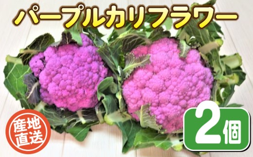 【期間限定】 パープルカリフラワー 2個 農薬不使用野菜 やさい カリフラワー 季節野菜 オーガニック 健康 旬の野菜 野菜 産地直送 珍しい 野菜 数量 限定 野菜 国産 有機栽培 豊浦町 川棚 下関 山口