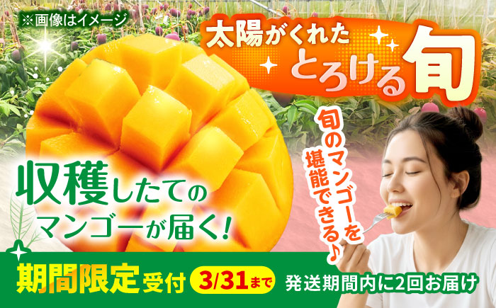 【全2回】太陽の恵み マンゴーご褒美便 (総計3kg) マンゴー 2026 沖縄 果物 フルーツ ギフト 沖縄市 / 仲村農園 [BCZZ052]