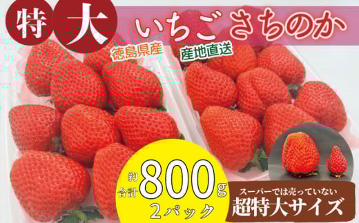 いちご さちのか 大粒 2パック ( 1パック 約400g前後 ) 計約800g前後 ビッグサイズ 特選 朝採れ 産地直送 苺 イチゴ ストロベリー フルーツ 果物 洋菓子 和菓子 スイーツ お菓子 おやつ アイス ケーキ パフェ タルト ゼリー イチゴ ブランド 大粒 フレッシュ ベリー 甘い おいしい 朝摘み 送料無料 徳島 小松島 【2026年1月より順次発送】