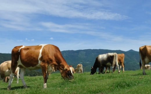 アイスブリュレセットA（キャラメル）【プリン おやつ お菓子 スイーツ スウィーツ 贈答 贈り物 ギフト  人気 おすすめ 高知県 南国市】