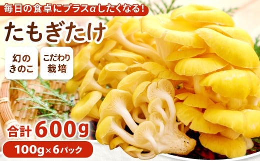 
            たもぎ茸 ６パック【タモギ茸 きのこ たもぎ茸 キノコ セット 茸 詰め合わせ たもぎたけ タモギタケ エルゴチオネイン だし 出汁】
          