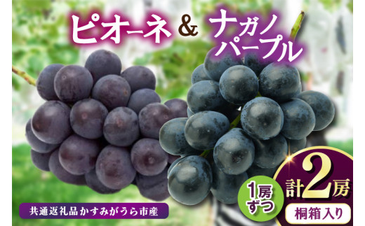 桐箱入り ナガノパープル 1房 ・ ピオーネ 1房　＜2026年8月より順次発送＞ (県内共通返礼品:かすみがうら市産)  フルーツ 果物 くだもの ぶどう ブドウ 葡萄 甘い 新鮮 季節限定  秋 期間限定 旬 旬の果物 季節の果物 茨城 (BR165)
