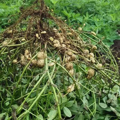 ふるさと納税 牛久市 牛久産 澤田茶園の素煎り落花生　むき実180g　ナカテユタカ320g×3 |  | 02