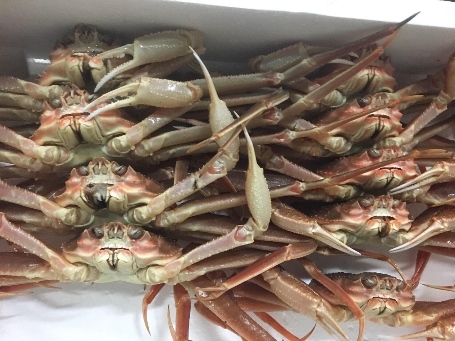 【魚倉】松葉がに 生 おまかせセット ３kg訳あり