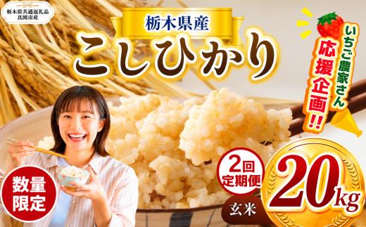 【定期2回】 数量限定 訳あり 定期便 令和8年度 栃木県産コシヒカリ 約 20kg | 数量限定 こしひかり  玄米 米 ごはん ご飯 米 kome okome コシヒカリ 栃木県産 訳あり 送料無料 ふるさと納税 那珂川町 栃木県【栃木県共通返礼品】