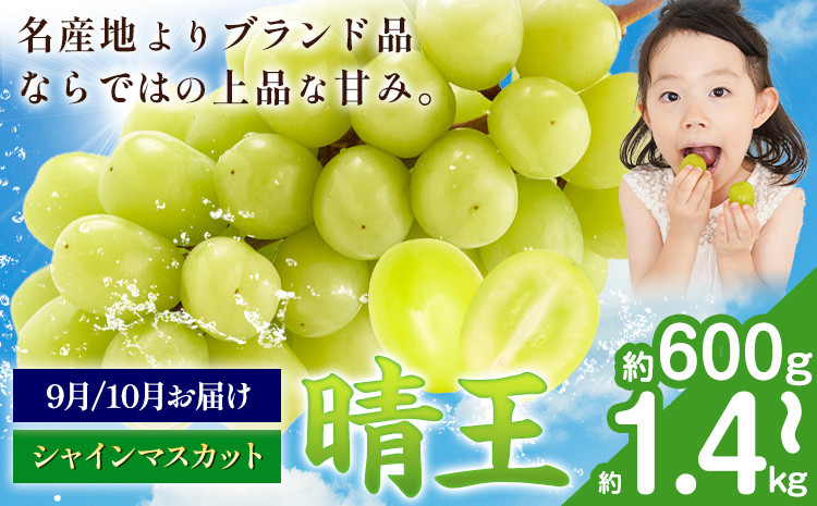 
            【先行予約】ぶどう シャインマスカット 晴王 600g 700g 1.2kg 1.4kg 1房 2房 マスカット岡山《9月上旬-11月中旬頃出荷》岡山県 浅口市 送料無料 フルーツ 果物 マスカット お取り寄せフルーツ【配送不可地域あり】
          