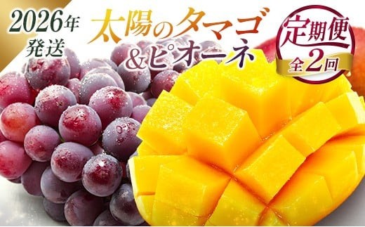 
            ＜2026年発送＞ フルーツ 定期便 太陽のタマゴ ピオーネ 完熟 マンゴー ぶどう 先行予約 初夏 秋 旬 果物 全2回
          