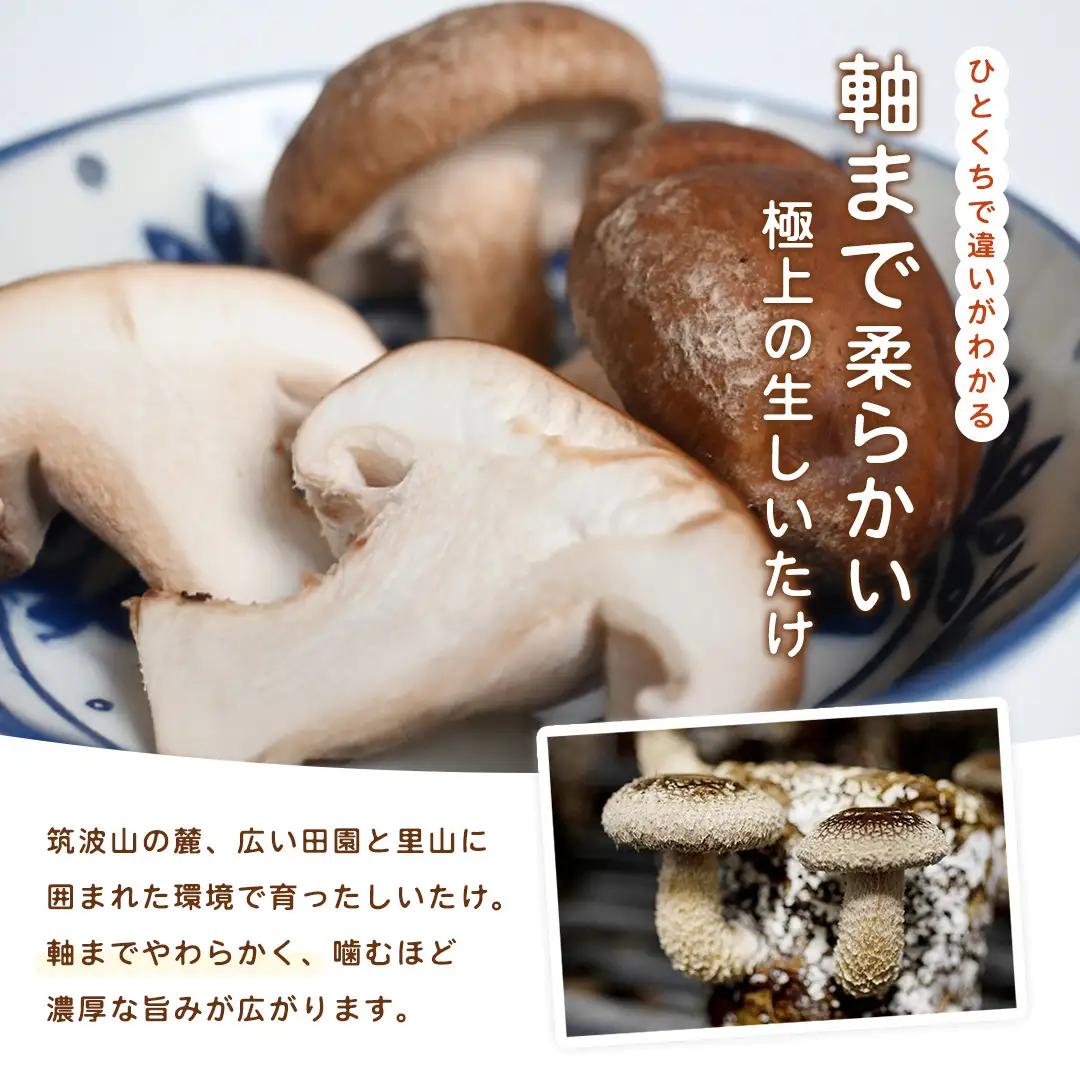 産地直送！軸まで美味しい『軸王しいたけ』サイズ混合 約500g (約24～32個)