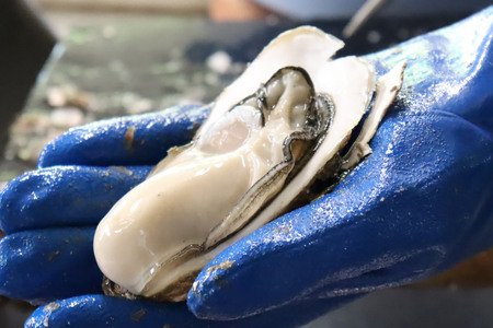 【期間限定発送】ヤマヨ水産の牡蠣 生食用 むき身 500g 《1月前半～出荷》 [気仙沼市物産振興協会 宮城県 気仙沼市 20565827]