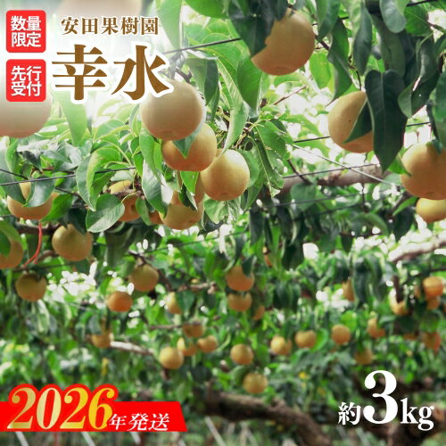 【ふるさと納税】No.2607梨　幸水　約3kg【2026年発送 先行予約】