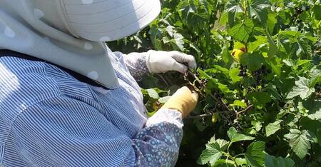 ［無添加、卵・乳不使用］あおもりカシスココナッツジェラート6個セット