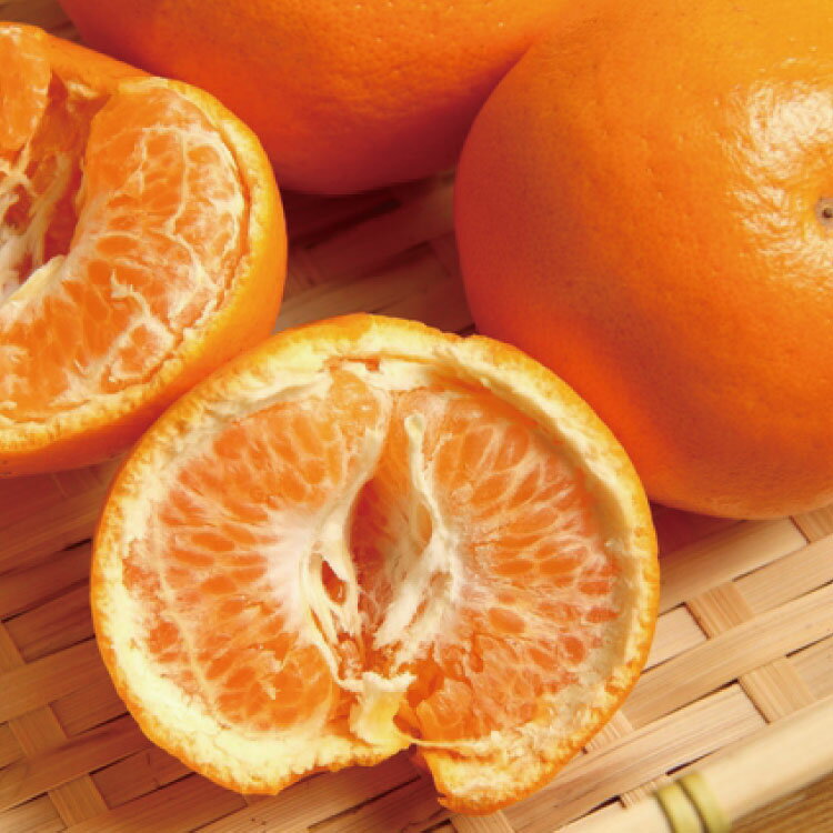 【ふるさと納税】 和歌山有田の濃厚 はるみ 約10kg (S又はMサイズ) ※2027年1月下旬～2月中旬順次発送予定 / みかん 蜜柑 フルーツ 果物