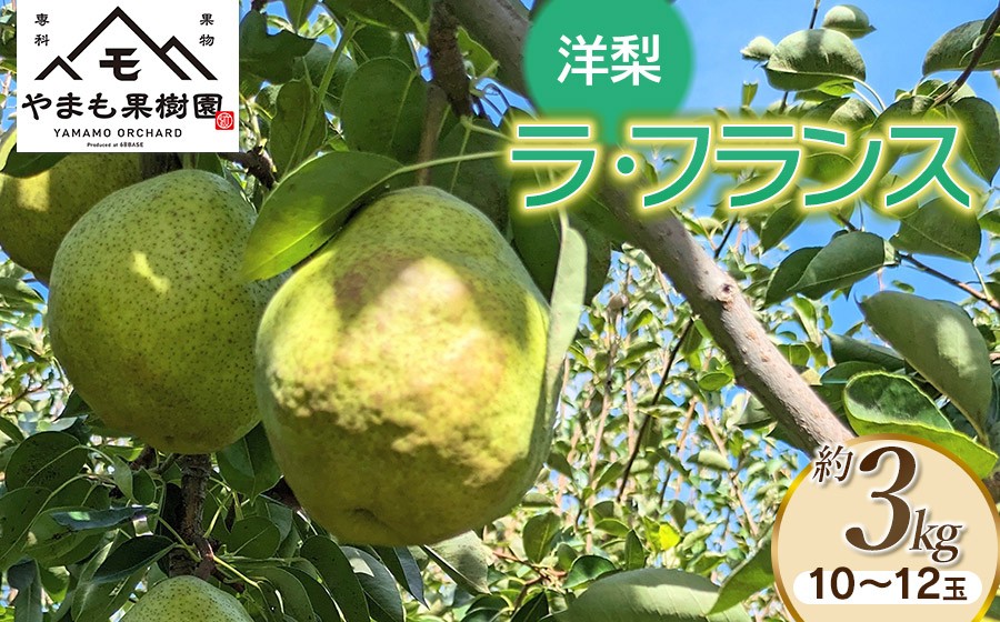 【令和8年産先行予約】洋梨　ラ・フランス　約3kg（10～12玉） 山形県鶴岡市　やまも果樹園　| ラフランス 洋ナシ 洋なし 西洋梨 産地直送 3キロ 秋果実 果物 くだもの フルーツ デザート 旬 果物の女王 みずみずしい 人気 美味しい 2026年産 お取り寄せ 返礼品