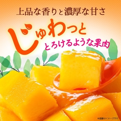 【2026年6月から順次発送・訳あり】アップルマンゴー1.5kg(3～6玉)【配送不可地域：離島】