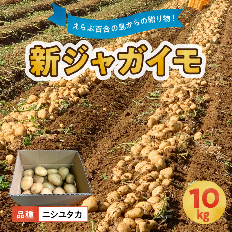 【2026年先行予約】沖永良部の赤土で育った新ジャガイモ 10kg（ニシユタカ）2～4月お届け　C054-001-02