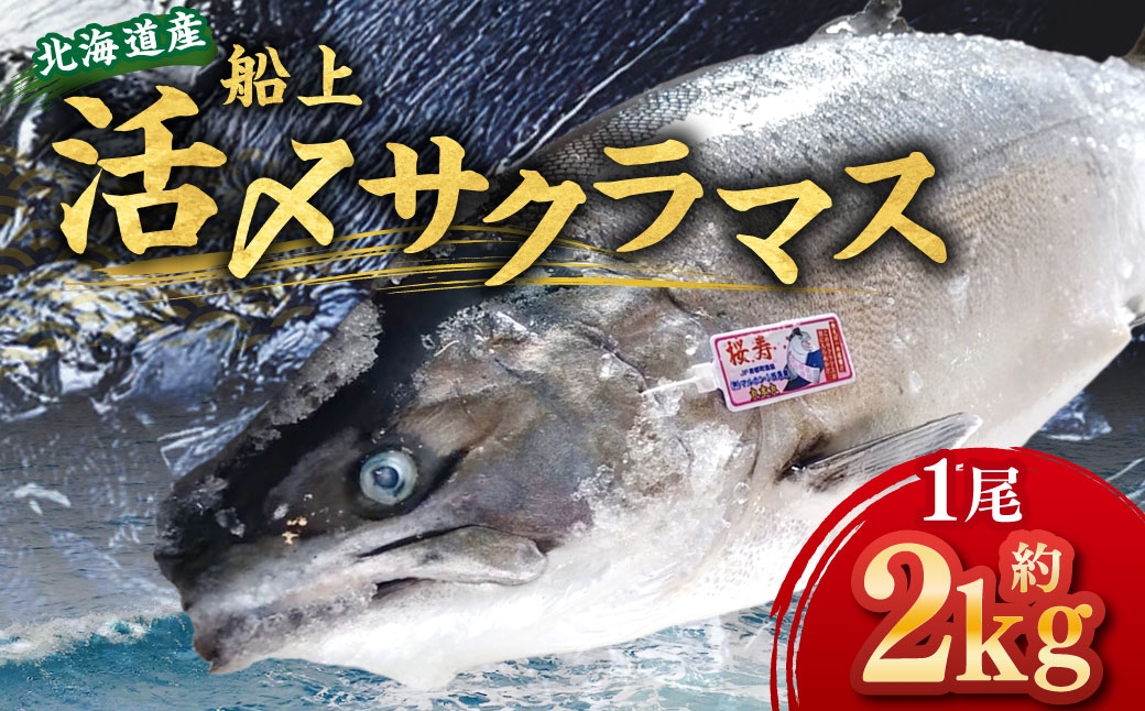 
                  北海道産 船上活〆サクラマス 約2kg 【2026年4月上旬～5月上旬まで発送予定】 サクラマス 刺身 塩焼き ムニエル ホイル焼き 冷凍 魚 魚類 魚介 魚介類 食材 国産 マス 鱒 活〆 刺し身
                