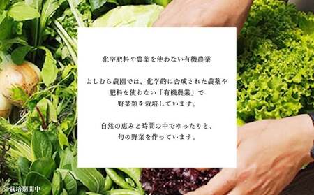 野菜 定期便 4回 オーガニック 野菜 やさい セット