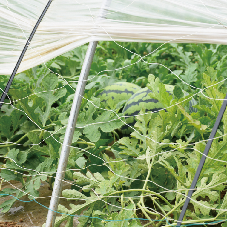 【先行予約】【6月中旬～7月末まで発送】茨城県産大玉すいか2玉（Lサイズ）【吉田農園】【スイカ 西瓜 2玉 先行予約 6月 果物 フルーツ 国産 阿見町 甘い】(21-01-1)