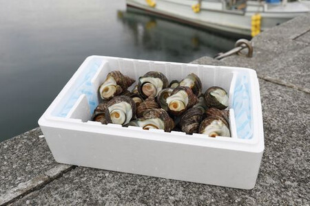 【数量限定】佐田岬海士のさざえ2kg ※北海道・東北地方・沖縄・離島への配送不可 【 さざえ サザエ 海鮮 貝 佐田岬 】 IKTJ003