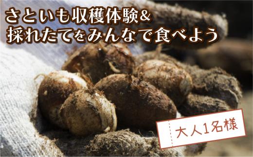 さといも堀り ＆ 採れたて試食会 体験 地元シェフ と 採れたて 野菜 をみんなで食べよう こども 親子 沼津 戸田  実季楽農園 【海と山に育まれた 戸田 の恵を掘り起こそう】  収穫 収穫体験 大人 1名 さといも 掘り 体験 試食 観光 静岡 沼津