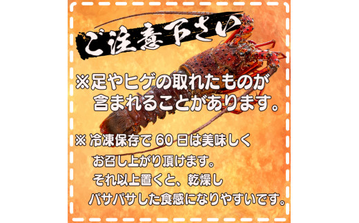 【早期予約】 【12月30日着】 特大 伊勢海老 3匹 1800g ～ 以上 冷凍 ( 特大サイズ 急速冷凍 えび エビ 高級 鮮魚 海鮮 魚介 刺身 焼き物 汁物 ギフト 贈答 贈り物 祝い 歳暮 