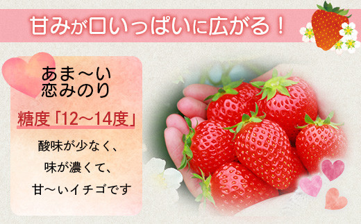 熊本県産 いちご 恋みのり 約260g×4パック