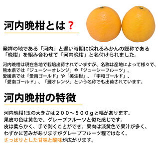 先行予約 訳あり 河内晩柑 ジューシーオレンジ 約8kg  2027年3月下旬から2027年7月下旬発送予定